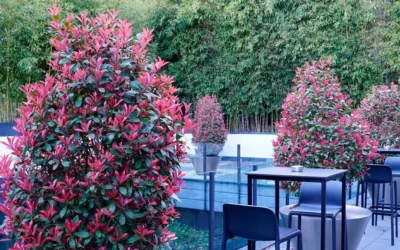 La fotinia en jardinería
