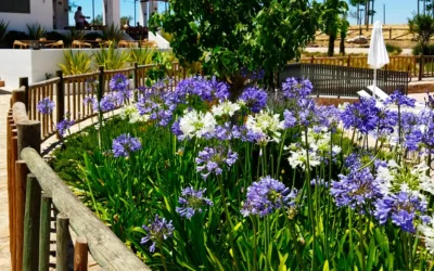 El Agapanthus africanus en jardinería