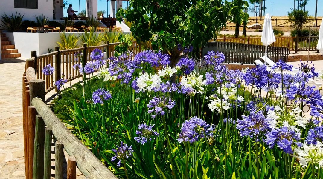 Agapanthus africanus en jardín
