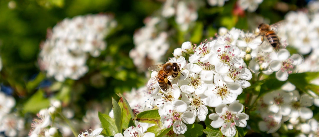 Abejas en flores de un seto