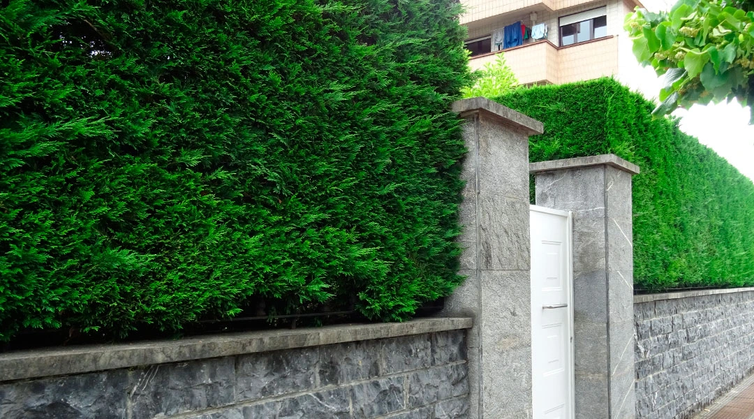 Diseño de estilos de setos