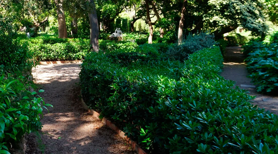 Setos informales de Pittosporum