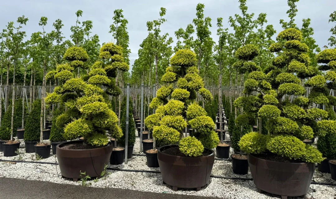 Detalle del proceso de marcado de planta en vivero sobre arbustos ejemplares