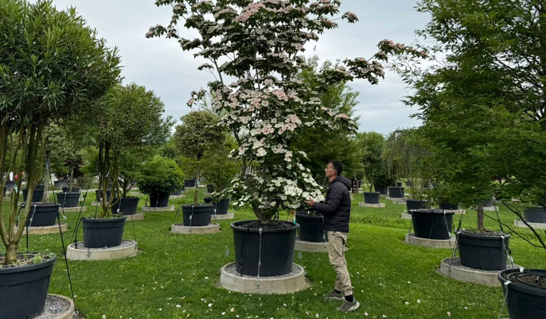 Víctor Manuel Gil marca arbustos ejemplares en el vivero para un proyecto de paisajismo