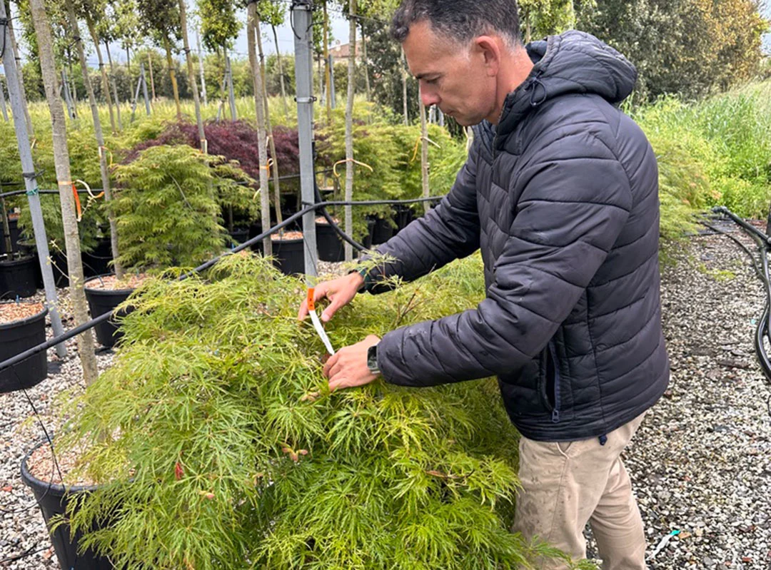 Víctor Manuel Gil realizando el marcado de planta en vivero para arbustos singulares