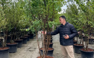 El marcado en vivero como garantía de calidad de la planta