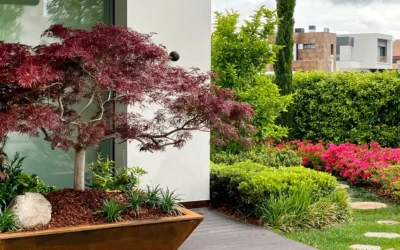 El Acer palmatum, arquitectura y poesía en el jardín