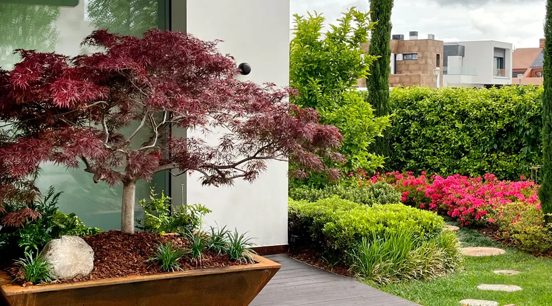El Acer palmatum en el jardín