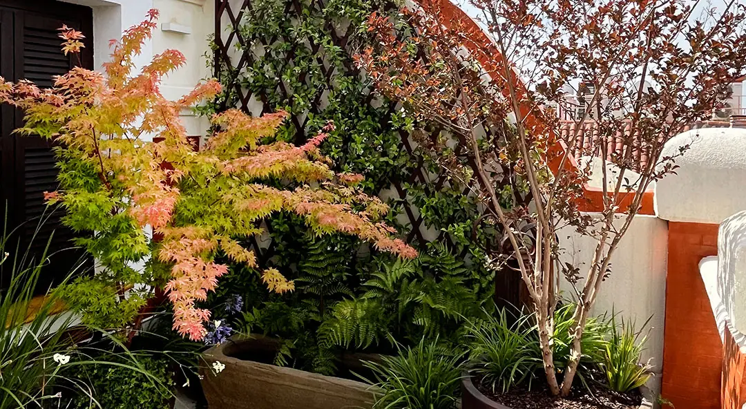 Acer palmatum en primavera