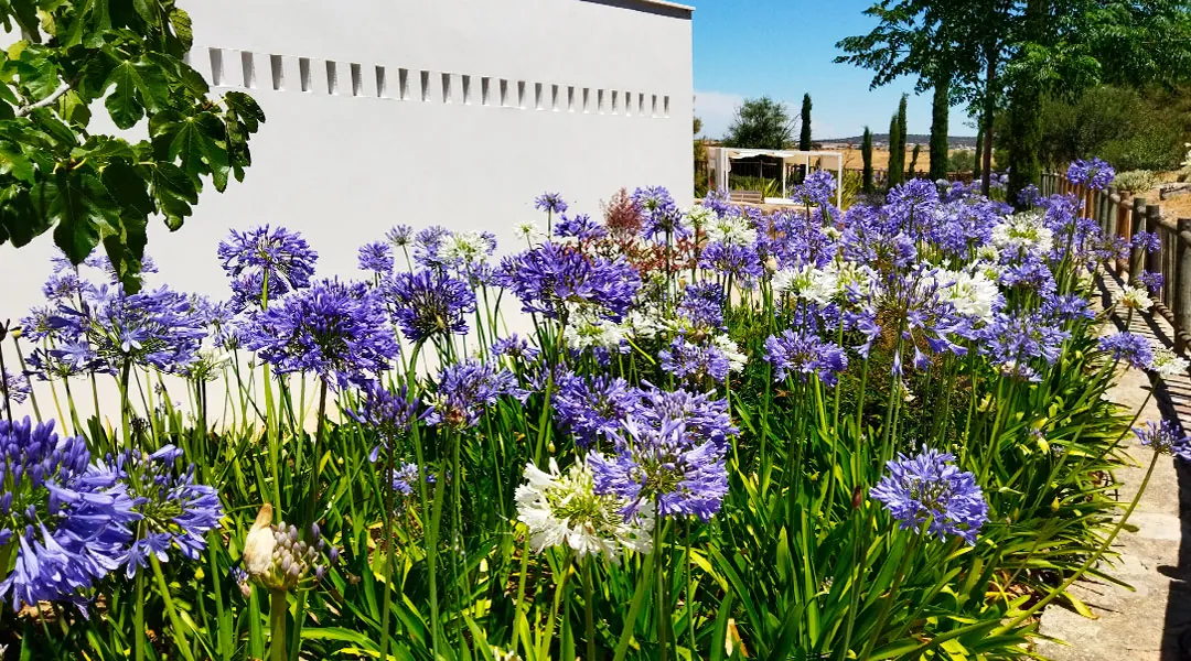 Agapanthus africanus en el jardín