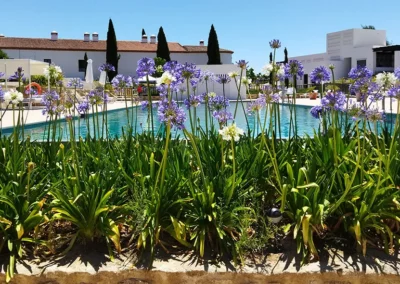 Agapanthus africanus en el jardín