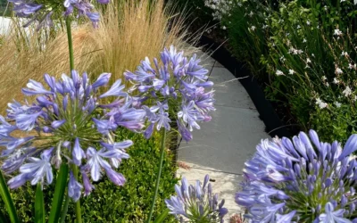 El Agapanthus africanus: estructura, color y vida en el jardín