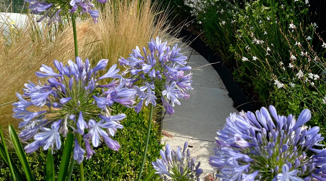 El Agapanthus africanus: estructura, color y vida en el jardín