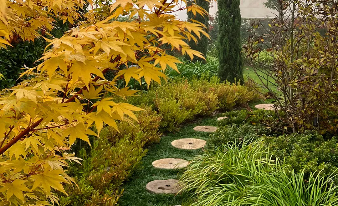 Ejemplar de Acer palmatum en el jardín
