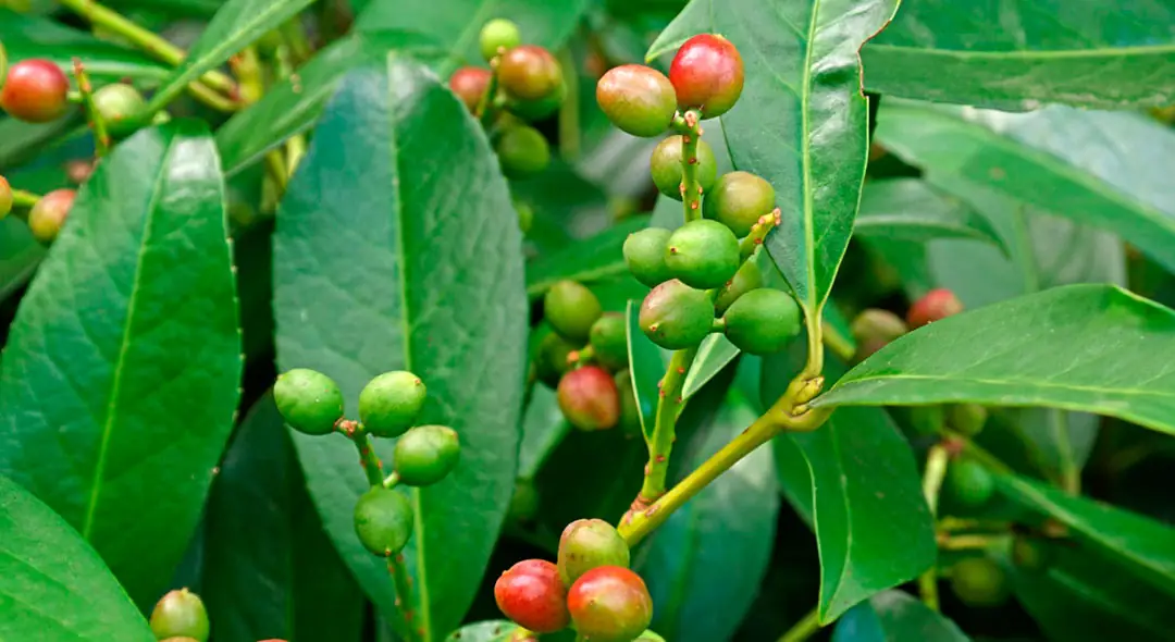 Frutos de Prunus laurocerasus