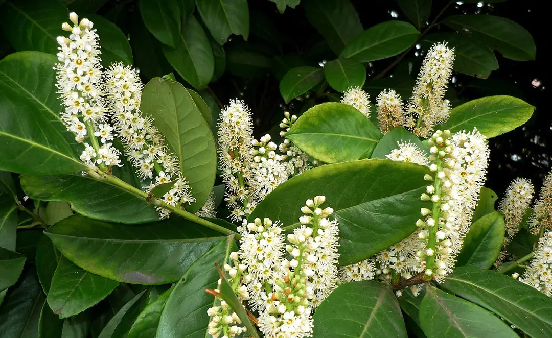 Prunus laurocerasus en floración