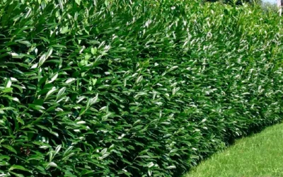 El Laurel Cerezo como elemento arquitectónico en el jardín