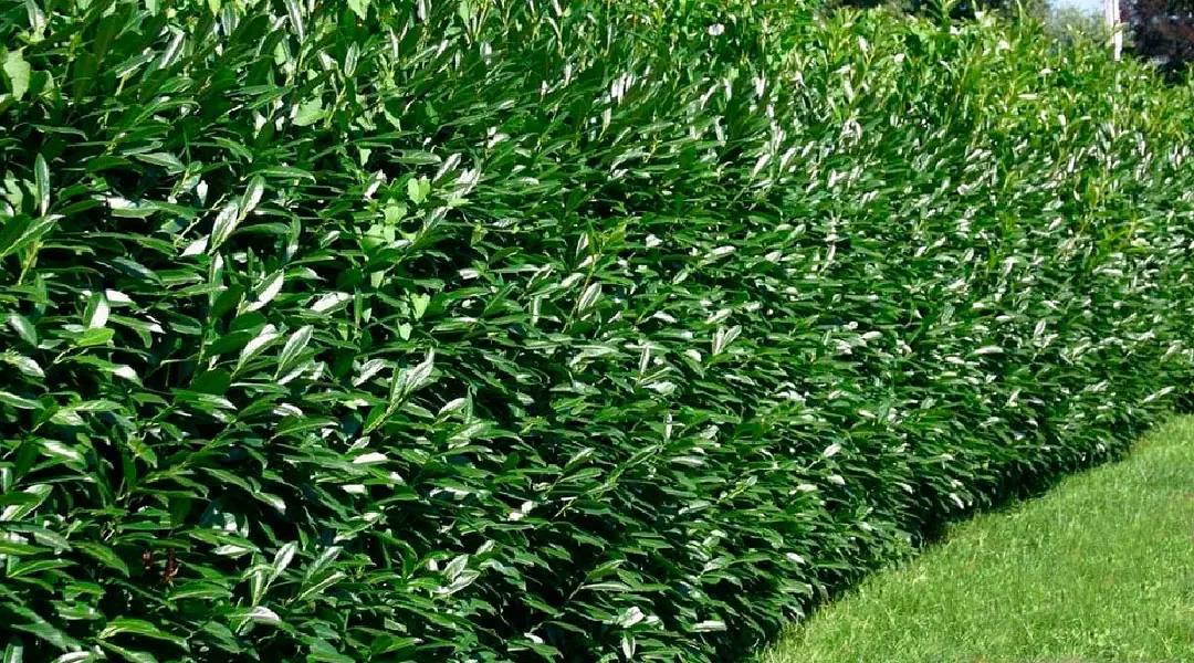 Seto de laurel cerezo en el jardín