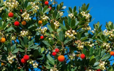 El madroño como identidad madrileña y valor ornamental