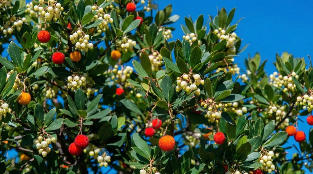 Arbutus unedo con frutos y flores a la vez