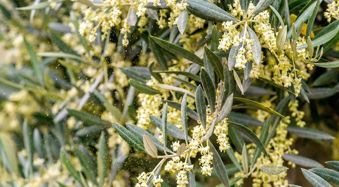 Flores de olivo emitiendo polen Flores de olivo emitiendo polen