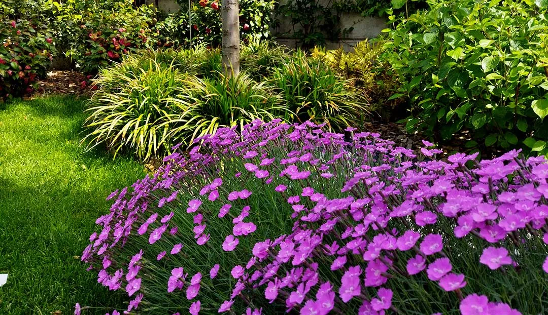 Jardines con plantas de flor