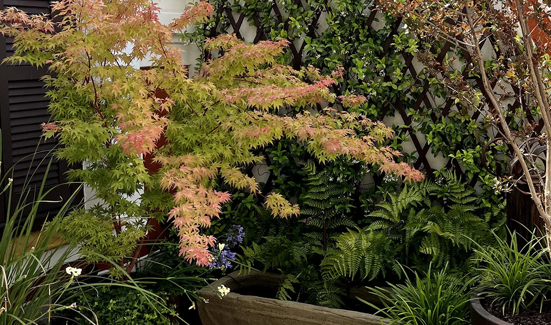 Plantas decorando una terraza interior