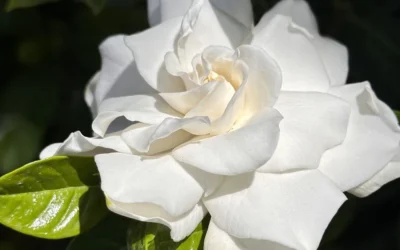 La Gardenia grandiflora, su arquitectura viva y atmósfera sensorial