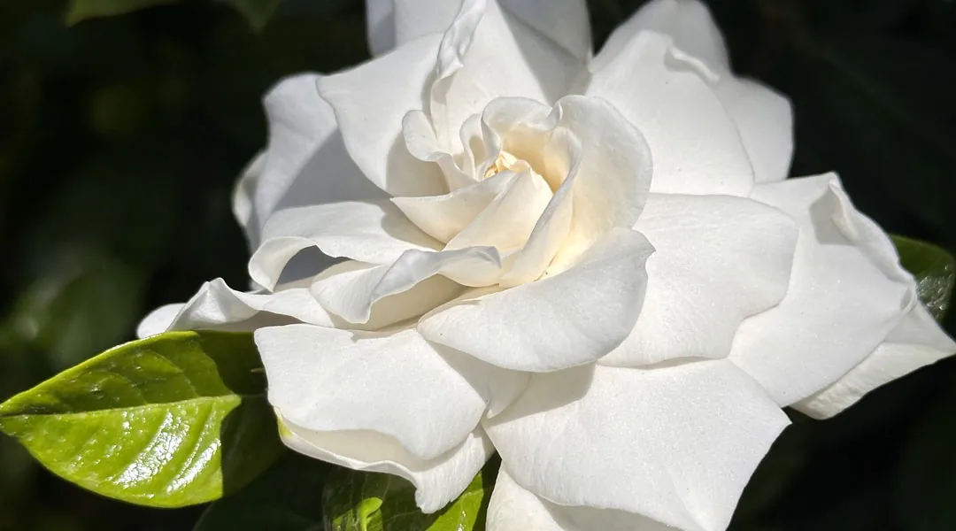 Flor de Gardenia grandiflora