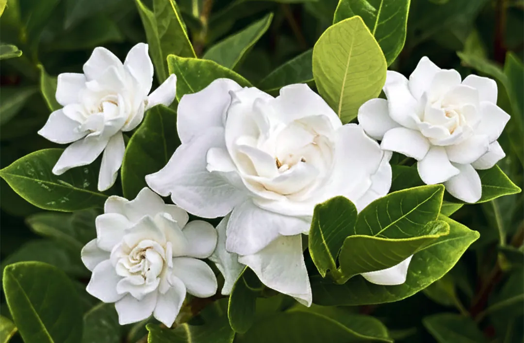 Flores de Gardenia grandiflora