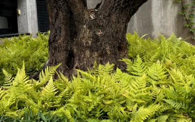 Dryopteris erythrosora y la arquitectura de la luz cobriza