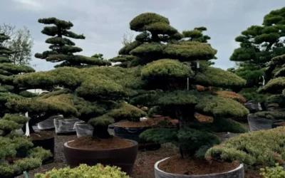 El arte niwaki como valor de la escultura viva en el paisaje