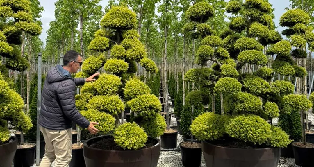 Marcado de árboles formados con arte niwaki Marcado de árboles formados con arte niwaki