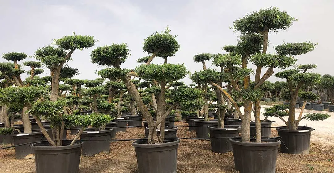 Olivos formados con arte niwaki Olivos formados con arte niwaki