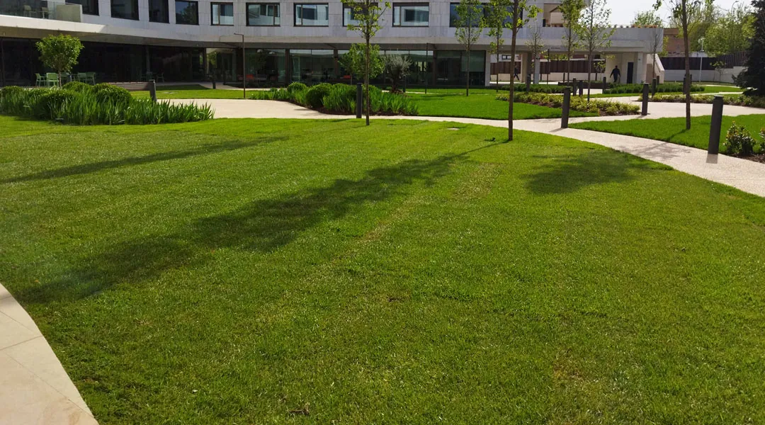 Pradera de césped por semilla en hoteles