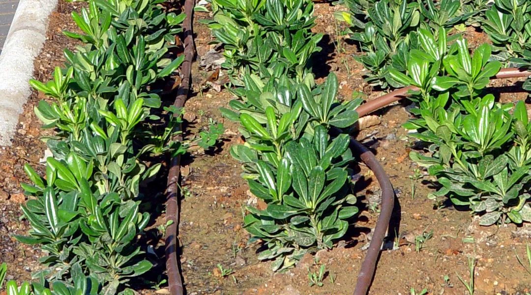 Riego con tubería con goteros integrados