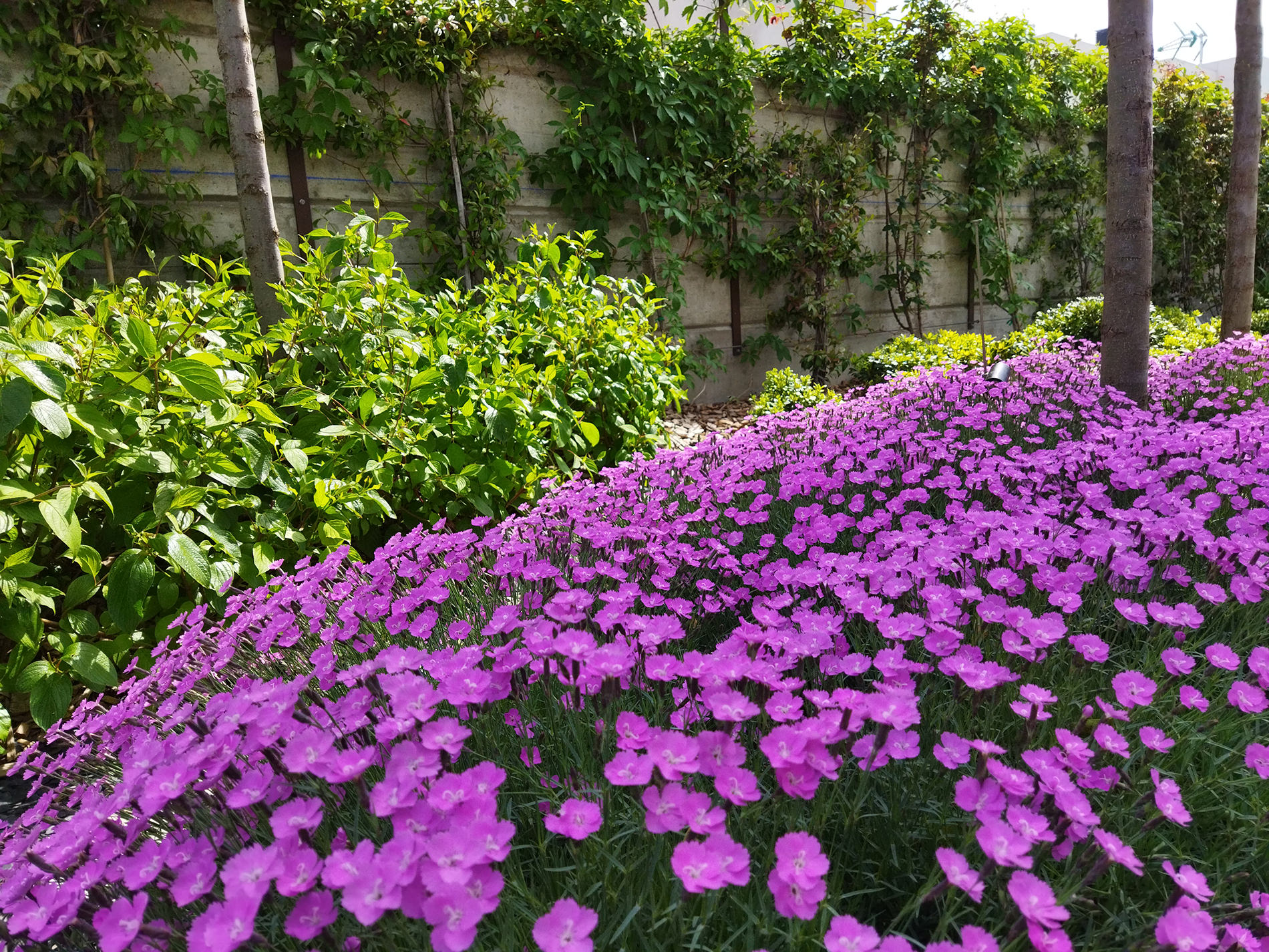 Vegetación y detalle en diseño de jardines en La Moraleja