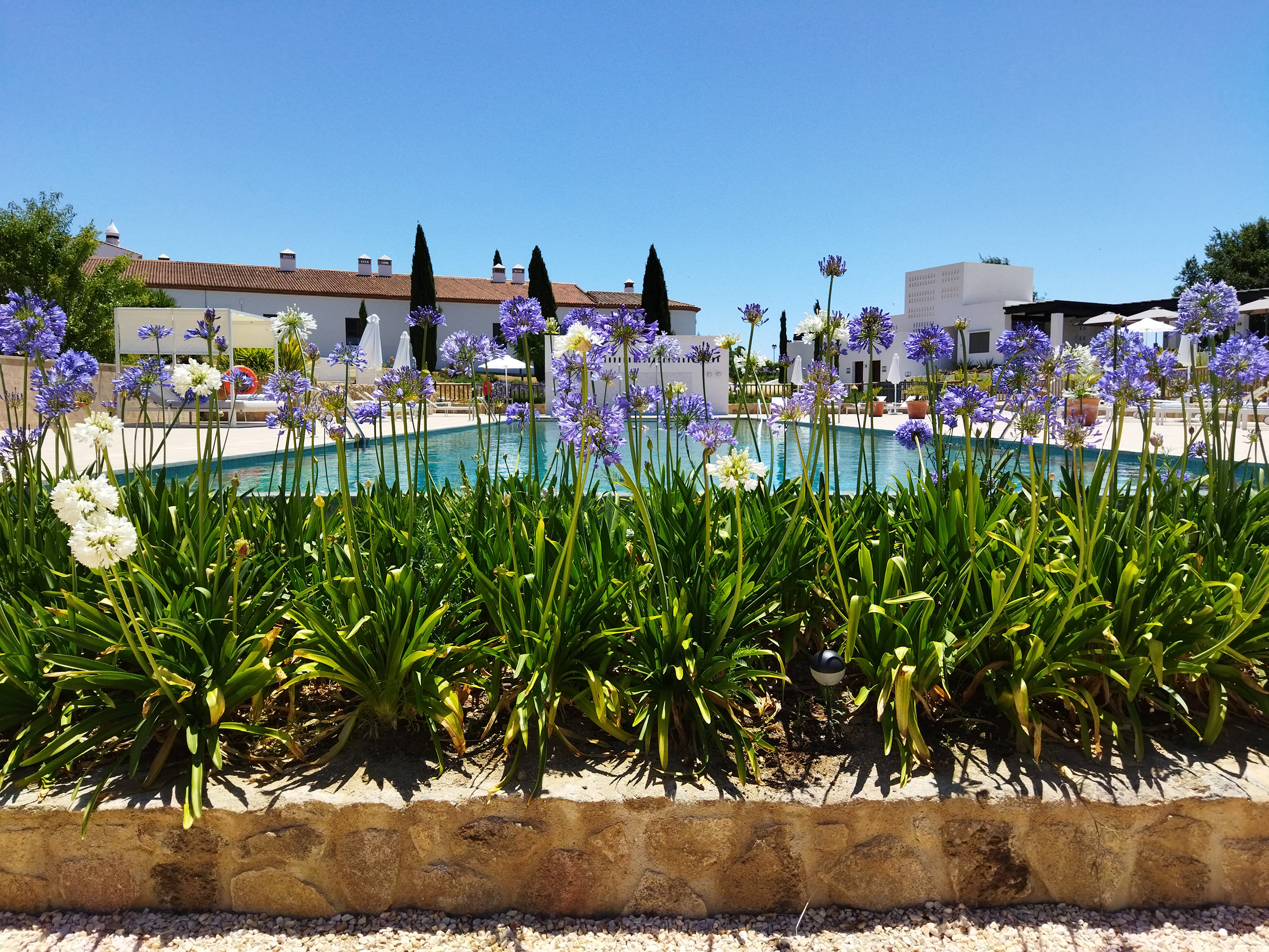 Plantación ornamental en jardín residencial con piscina