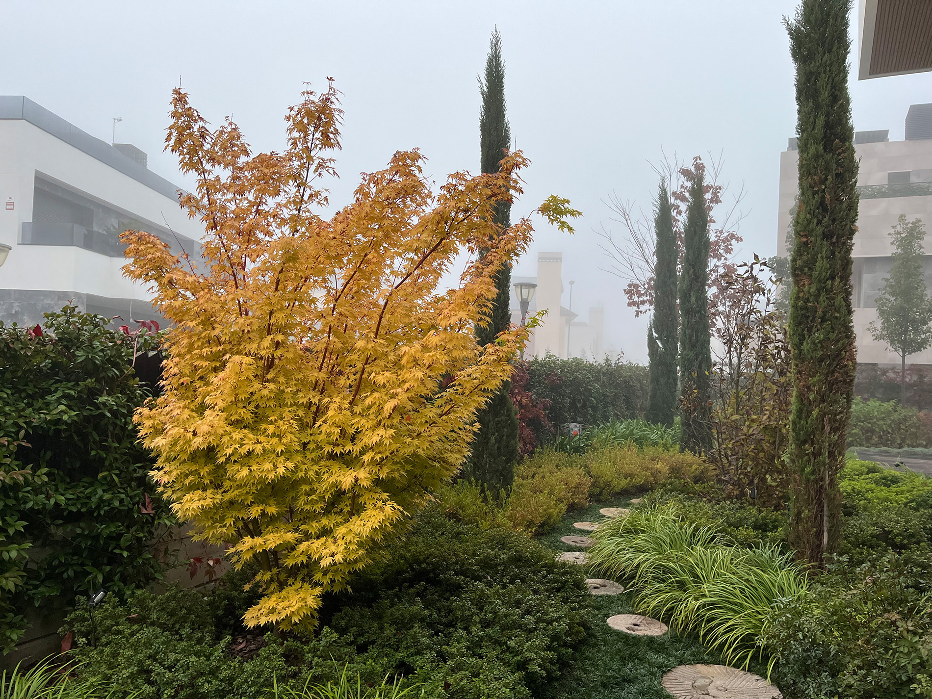 Detalle vegetal en jardín premium