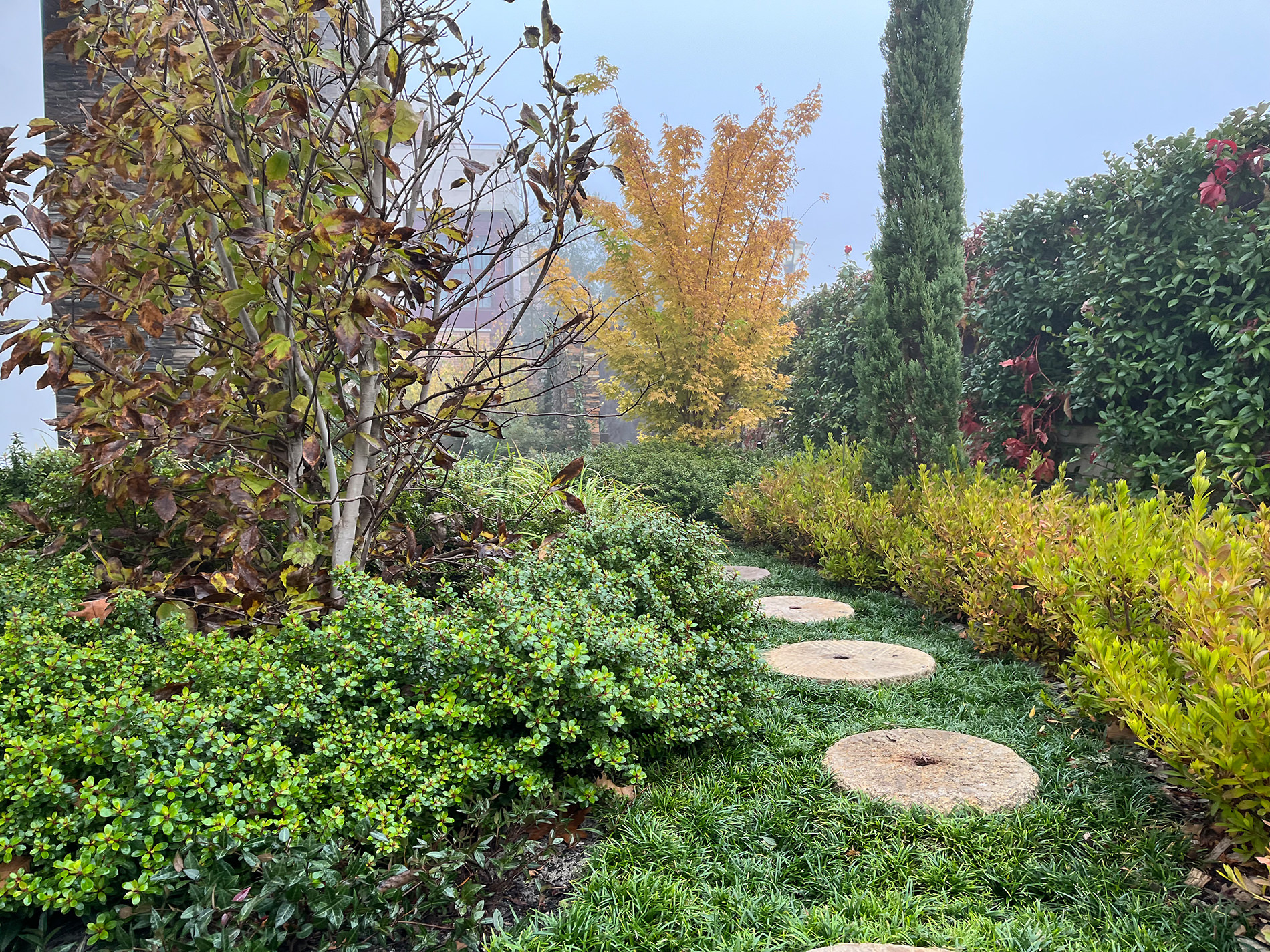 Recorrido entre vegetación en jardín de vivienda premium