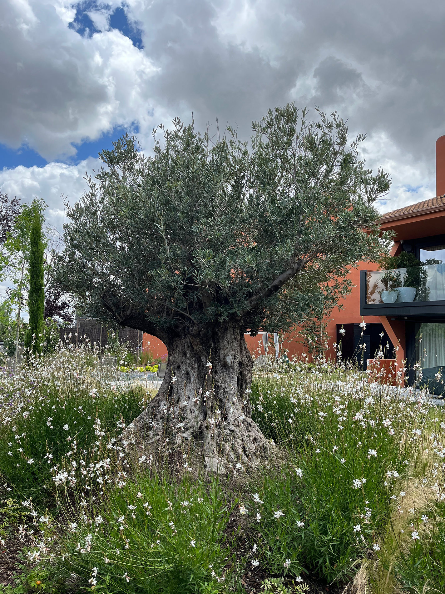 Olivo y vegetación consolidada en jardín residencial